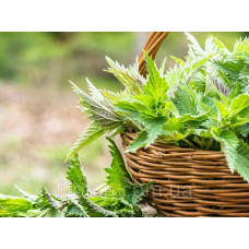 Nettle extract glycerin 5l