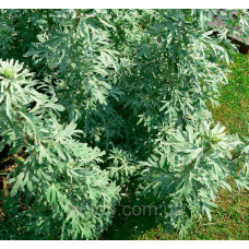 Wormwood glycerin extract 1l