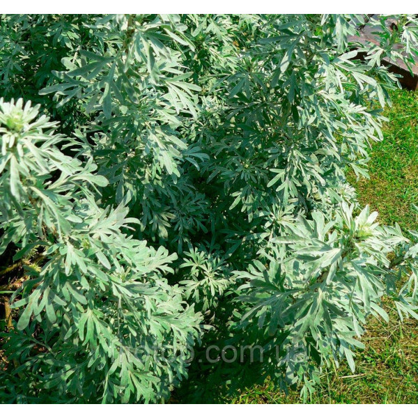 Wormwood glycerin extract 1l