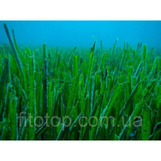 Spirulina glycerin extract 1l