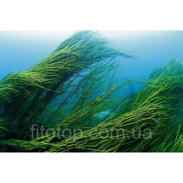 Spirulina glycerin extract 5l