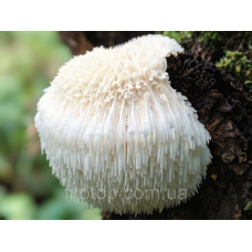 Lion's Mane mushroom in capsules No. 60, for improving memory, concentration, and brain health