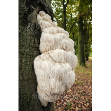Lion's Mane Capsules #90, a mushroom for improving mental performance